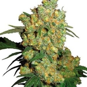 Big Bud feminized cannabis seeds from the Sensi Seeds Bank that you can buy at Themariashop