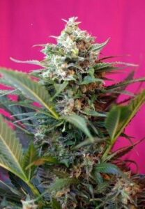 Big Devil XL Auto de Sweet Seeds, are autoflowering cannabis seeds that you can buy in our grow shop online.