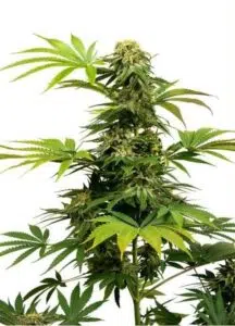 Black Harlequin - Sensi Seeds
