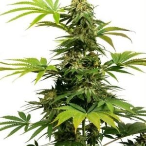Black Harlequin - Sensi Seeds