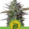 Blue Cheese Automatic de Royal Queen Seeds, son semillas de marihuana autoflorecientes feminizadas que puedes comprar en nuestro Grow Shop online.