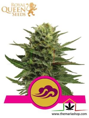 Blue Mystic - Royal Queen Seeds