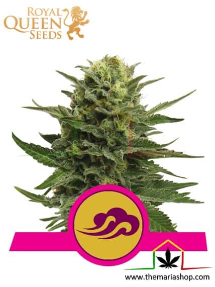 Blue Mystic de Royal Queen Seeds, son semillas de marihuana feminizadas que puedes comprar en nuestro Grow Shop online.