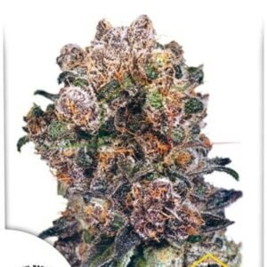 BLUEBERRY