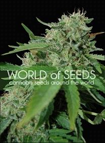 Brazil Amazonia from World of Seeds Pure Origin, are original cannabis seeds from different countries that you can buy in our Grow Shop