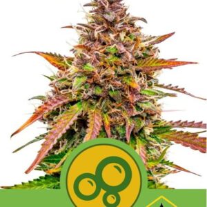 Bubble Kush Automatic de Royal Queen Seeds, son semillas de marihuana autoflorecientes feminizadas que puedes comprar en nuestro Grow Shop online.