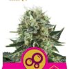 Bubble Kush de Royal Queen Seeds, son semillas de marihuana feminizadas que puedes comprar en nuestro Grow Shop online.