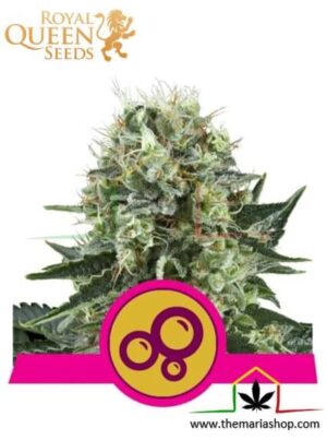 Bubble Kush de Royal Queen Seeds, son semillas de marihuana feminizadas que puedes comprar en nuestro Grow Shop online.