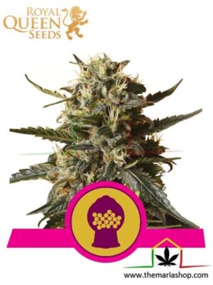 Bubblegum XL de Royal Queen Seeds, son semillas de marihuana feminizadas que puedes comprar en nuestro Grow Shop online.