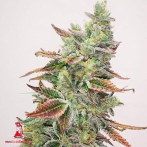 Banana Purp - Medical Seeds