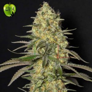 Black Dream Eva seeds