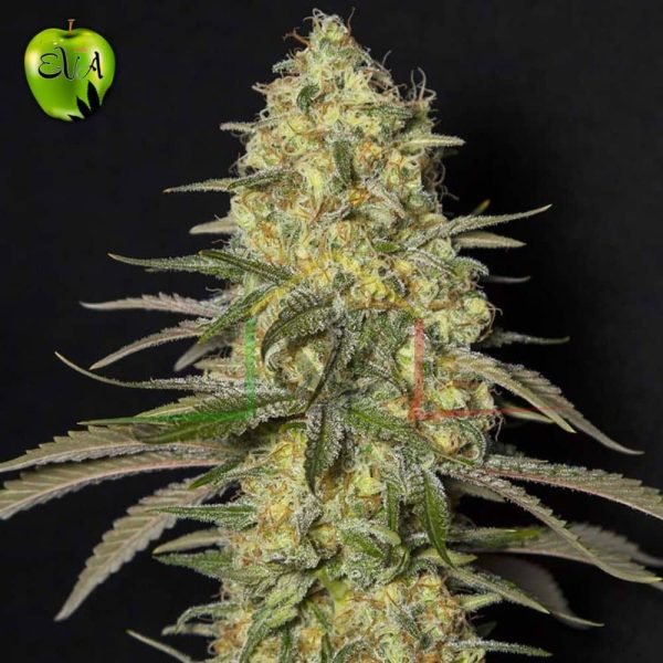Black Dream Eva seeds