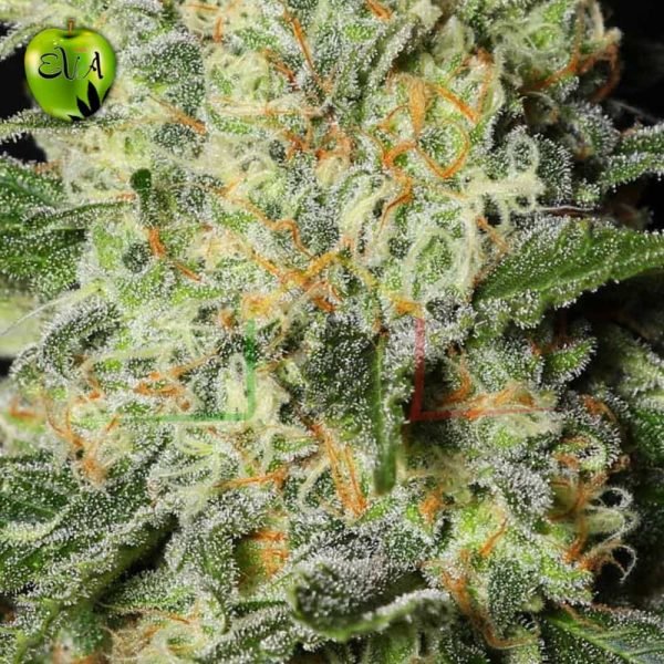 Black dream eva seeds