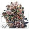Blueberry - Dutch Passion