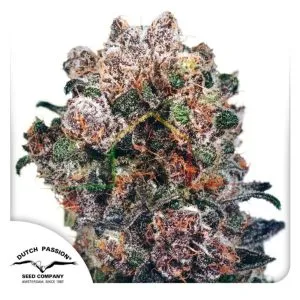 Blueberry - Dutch Passion