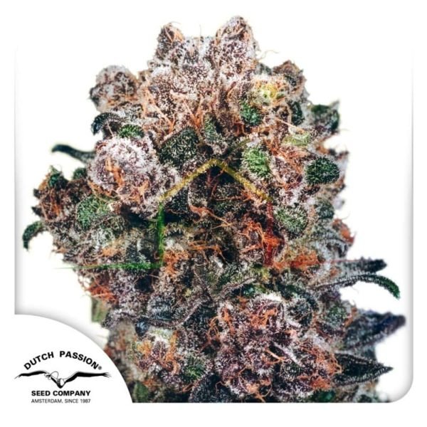 Blueberry - Dutch Passion