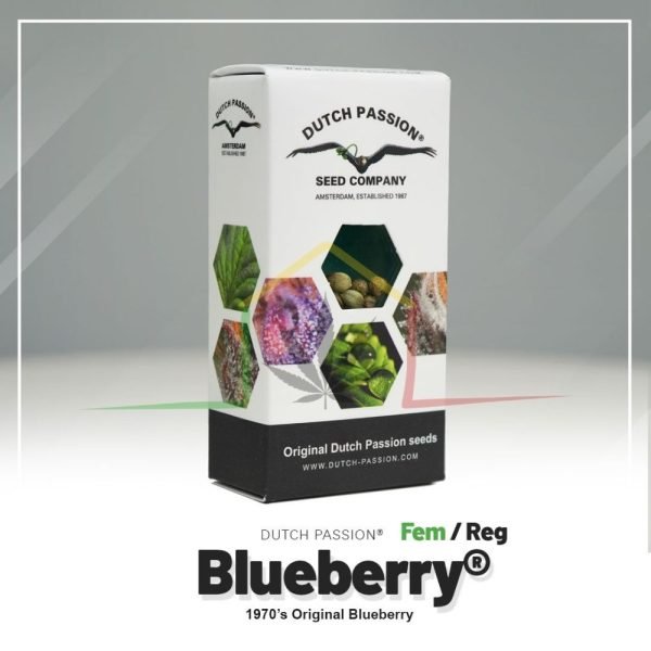 Blueberry - Dutch Passion