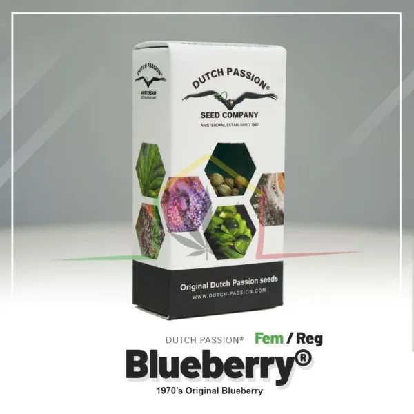 Blueberry - Dutch Passion