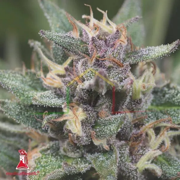Bluehell Auto - Medical Seeds