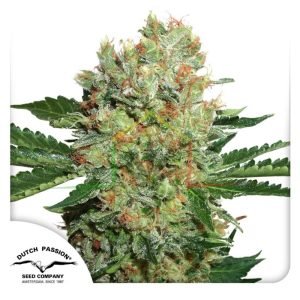 Brainstorm - Dutch Passion