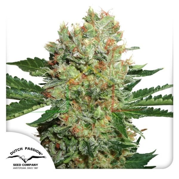 Brainstorm - Dutch Passion