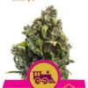 Candy Kush Express Fast Flowering de Royal Queen Seeds, son semillas de marihuana feminizadas que puedes comprar en nuestro Grow Shop online.