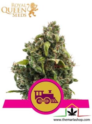 Candy Kush Express Fast Flowering - Royal Queen Seeds