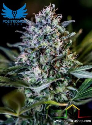 CBD + 1:20 de Positronics Seeds son semillas de marihuana feminizadas que puedes comprar en nuestro grow shop online.