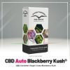 CBD Auto Blackberry Kush - Dutch Passion
