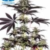 CBD + Caramelice Auto de Positronics Seeds son semillas de marihuana feminizadas que puedes comprar en nuestro grow shop online.