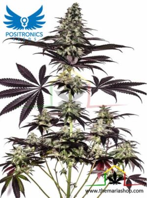 CBD + Caramelice Auto de Positronics Seeds son semillas de marihuana feminizadas que puedes comprar en nuestro grow shop online.