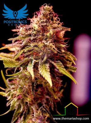 CBD + Caramelice de Positronics Seeds son semillas de marihuana feminizadas que puedes comprar en nuestro grow shop online.