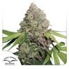 CBD Auto Charlotte's Angel - Dutch Passion