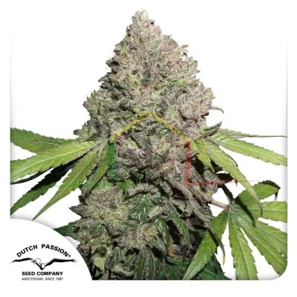CBD Auto Charlotte's Angel - Dutch Passion