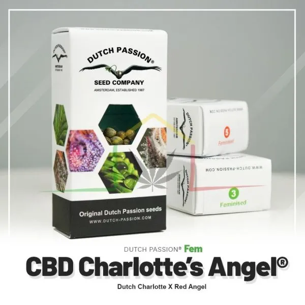 CBD Charlotte's Angel - Dutch Passion