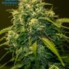 CBD + Jack Diesel - Positronics Seeds