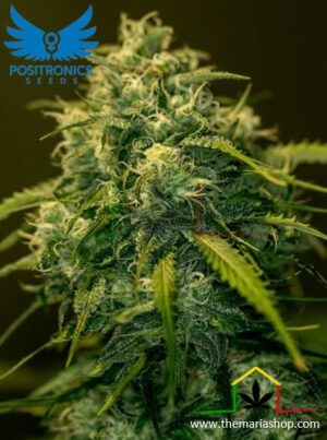 CBD + Jack Diesel de Positronics Seeds son semillas de marihuana feminizadas que puedes comprar en nuestro grow shop online.