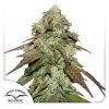 CBD Mazar - Dutch Passion