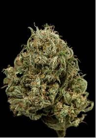 Cheese XXL Auto of Dinafem Seeds, autoflowering feminised cannabis seeds you can buy in our shop grow.
