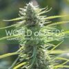 Colombian Gold of World of Seeds, are feminized cannabis seeds that you can buy in our grow shop online.