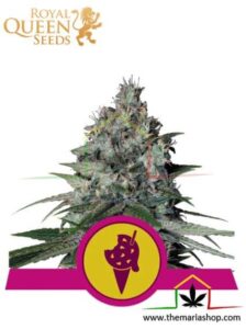 Cookies Gelato de Royal Queen Seeds - Les variétés de cannabis les plus riches en THC