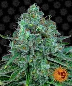 Critical Kush de Barney's Farm - Meilleures variétés pour balcon