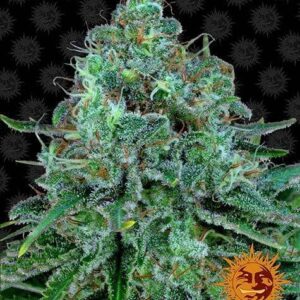 Critical Kush de Barney's Farm, son semillas de marihuana feminizadas que puedes comprar en nuestro Grow Shop online.