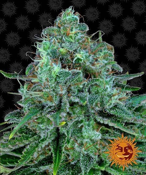 Critical Kush de Barney's Farm, son semillas de marihuana feminizadas que puedes comprar en nuestro Grow Shop online.