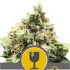 Critical Regular de Royal Queen Seeds, son semillas de marihuana regulares que puedes comprar en nuestro Grow Shop online.