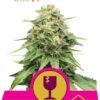Critical de Royal Queen Seeds, semillas de marihuana feminizadas que podrás comprar en nuestro grow shop.