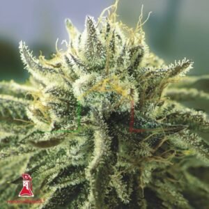 Canadian Kush 2.0 - Medical Seeds