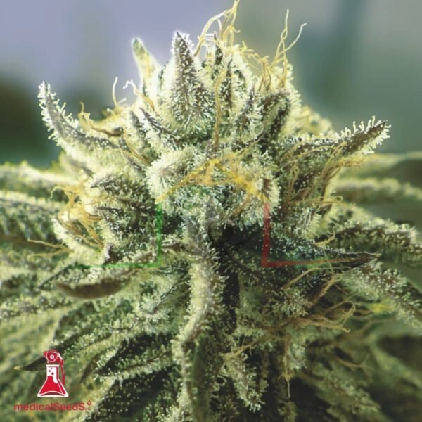 Canadian Kush 2.0 - Medical Seeds