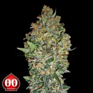 Cheese Berry - 00 seeds