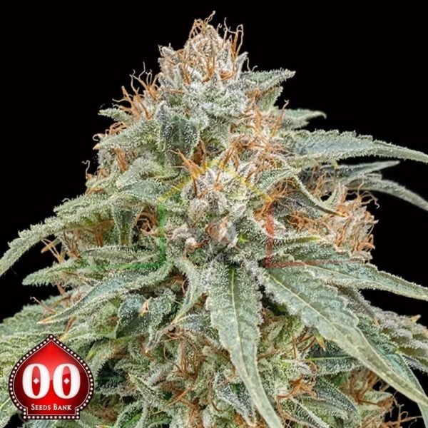 Chocolate Kush - 00 Seeds
